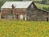 Sunflowers and Old Barn  near Oamaru  North Otago  South Island  New Zealand