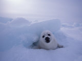Harp Seal  Iles de la Madeleine  Quebec  Canada