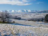 Hoar Frost and Farmland near Poolburn  Central Otago  South Island  New Zealand