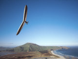 Hang Gliding on Coastline  New Zealand