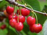 Cherries  Orchard near Cromwell  Central Otago  South Island  New Zealand