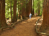 Redwood Forest  Rotorua  New Zealand
