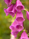 Fox Glove Blooms  Queen Charlotte Islands  Canada