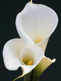 White Calla Lilies