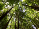 Redwood Forest  Rotorua  New Zealand