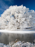 Hoar Frost on Willow Tree  near Omakau  Central Otago  South Island  New Zealand