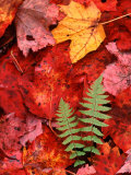 Fallen Maple Leaves and Ferns