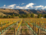Vineyard and Pisa Range  Cromwell  Central Otago  South Island  New Zealand