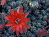 Cactus in Bloom  South America
