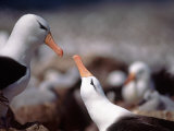 Black Browed Albatross