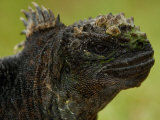 Marine Iguana in Vegetation  Puerta Ayora  Santa Cruz Island  Galapagos Islands  Ecuador