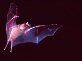Sanborn's Long-nosed Bat  Arizona  USA