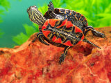 Red Belly Turtle Hatchling  Native to Southern USA