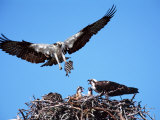 Male Osprey Landing at Nest with Fish  Sanibel Island  Florida  USA
