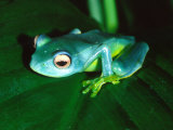 Madagascan Blue Tree Frog  Native to Madagascar