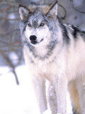 Timber Wolf  Utah  USA