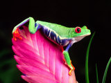 Red Eye Tree Frog on Bromeliad  Native to Central America