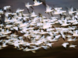 Snow Geese in Flight  Skagit Valley  Skagit Flats  Washington State  USA