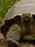 Galapagos Giant Tortoise  Highlands  Santa Cruz Island  Galapagos Islands  Ecuador