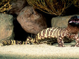Mexican Beaded Lizard  Native to Pacific Coastal Mexico