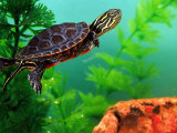 Red Belly Turtle Hatchling  Native to Southern USA
