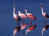 Four Roseate Spoonbills  Ding Darling NWR  Sanibel Island  Florida  USA