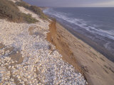 Shells on Beach  Baja California  USA