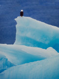 Bald Eagle on an Iceberg in Tracy Arm  Alaska  USA