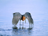 Reddish Egret Fishing  Ding Darling National Wildlife Refuge  Sanibel Island  Florida  USA