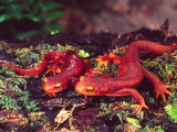 California Newt  Native to California  USA