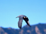 Peregrine Falcon in Flight  Native to USA