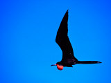 Magnificent Frigatebird in Flight over the East Coast of Mexico