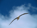 Black-browed Albatross in Flight  Falkland Islands