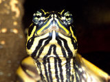 Red Belly Turtle Portrait  Native to Southern USA