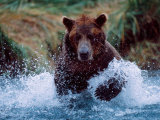 Alaskan Brown Bear in Katmai National Park  Alaska  USA