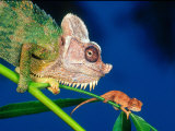 High Casque Chameleon with Young  Native to Eastern Africa