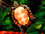 Painted Turtle  Native to Southern USA