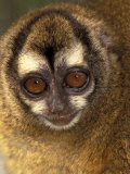 Owl Monkey  Panama