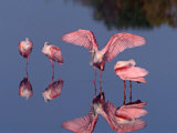 Four Roseate Spoonbills Standing in Shallow Water  Ding Darling NWR  Sanibel Island  Florida  USA