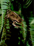 Masked Tree Frog on Fern  Highlands  Rancho Naturalista  Costa Rica