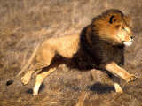 Male African Lion Running  Native to Africa