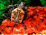 Red Belly Turtle