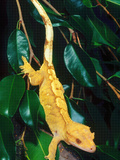 New Caledonia Crested Gecko  Native to New Caledonia