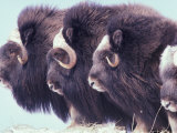Herd of Muskoxen  Nunivak Island  Alaska  USA