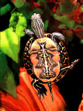 Red Belly Turtle