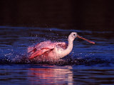 Juvenile Roseate Spoonbill Bathing  Ding Darling NWR  Sanibel Island  Florida  USA