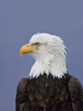 Bald Eagle  Alaska  USA