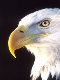 Bald Eagle Portrait  Native to USA and Canada