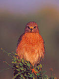 Red-shouldered Hawk in Early Morning Light  Everglades National Park  Florida  USA