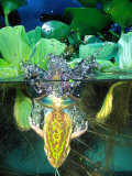 Golden Bell Frog Diving  Native to Australia